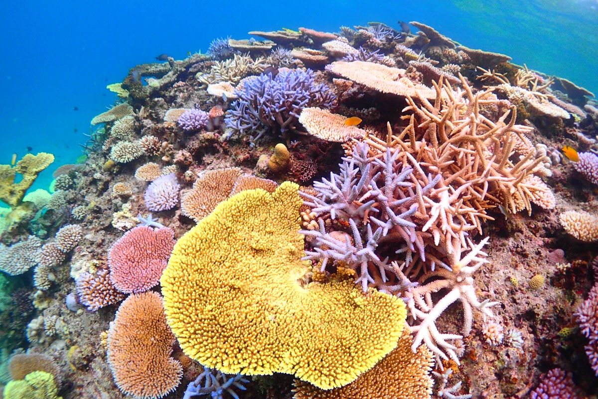 珍贵的海洋瑰宝